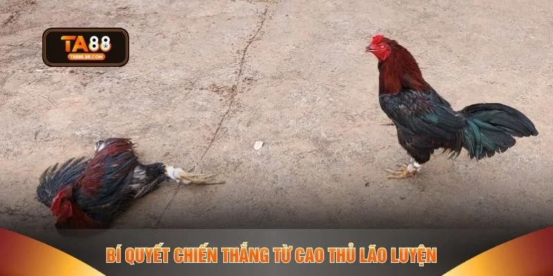 Bí quyết chiến thắng từ cao thủ lão luyện