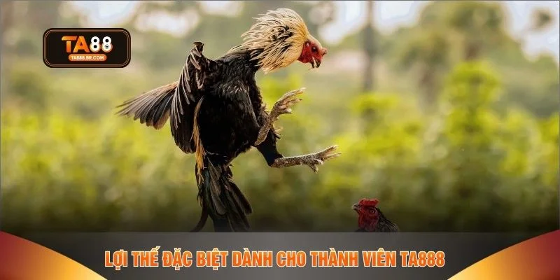 Lợi thế đặc biệt dành cho thành viên TA888