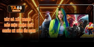 Vảy Gà Xấu TA888 - Dấu Hiệu Nhận Biết Chiến Kê Kém Ổn Định